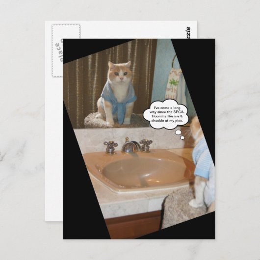 Funny Cat Affiration Briefkaart (Voorkant / Achterkant)