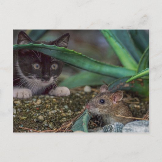 Funny Cat and Mouse Briefkaart (Voorkant)