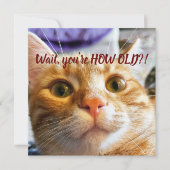 Funny Cat Birthday (Voorkant)