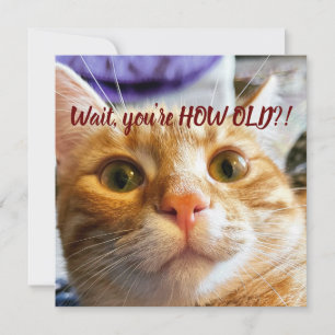 Funny Cat Birthday