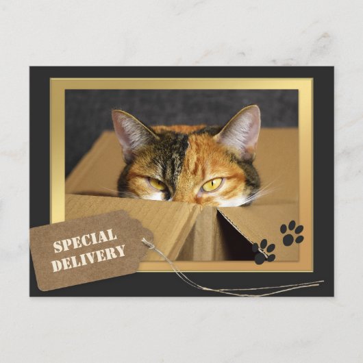 Funny Cat Birthday Briefkaart (Voorkant)