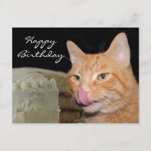 Funny cat Birthday Briefkaart