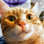 Funny Cat Birthday Card<br><div class="desc">Dit is Sprocket. Sprocket is zeer expressief en toen ik haar vertelde wat mijn leeftijd was, was dit de uitdrukking die ze maakte. Ik kon dit moment vangen en ik geloof dat ik heb vastgelegd wat ze me probeerde te vertellen. Het gaf me zo'n lach! Ik hoop dat het voor...</div>
