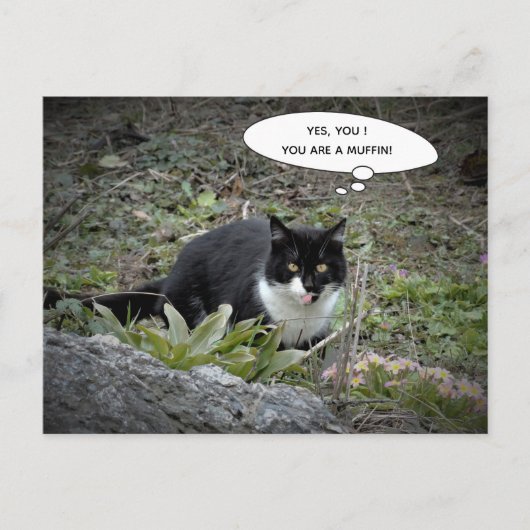 Funny cat briefkaart (Voorkant)