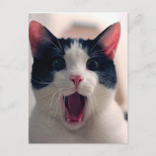Funny Cat Briefkaart