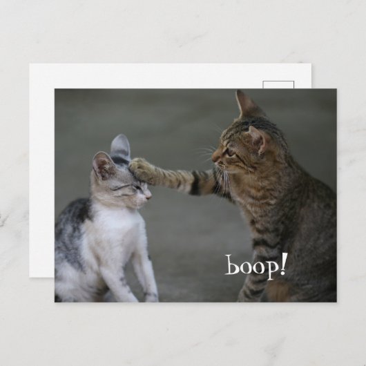 Funny Cat Briefkaart Boop (Voorkant / Achterkant)