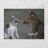 Funny Cat Briefkaart Boop (Voorkant)