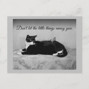 Funny Cat en Annoying Paraket Briefkaart