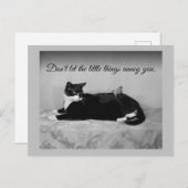 Funny Cat en Annoying Paraket Briefkaart (Voorkant / Achterkant)