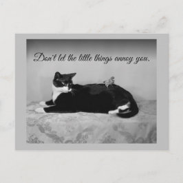 Funny Cat en Annoying Paraket Briefkaart