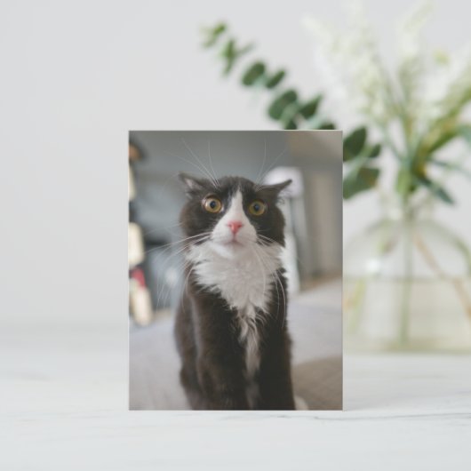 Funny Cat Face Briefkaart (Staand voorkant)