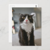 Funny Cat Face Briefkaart (Voorkant / Achterkant)