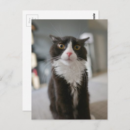 Funny Cat Face Briefkaart (Voorkant / Achterkant)