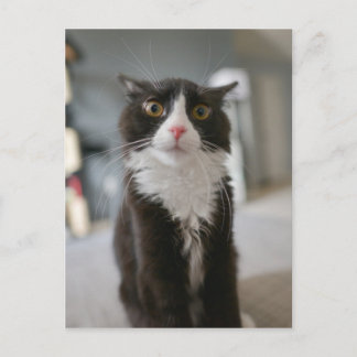 Funny Cat Face Briefkaart