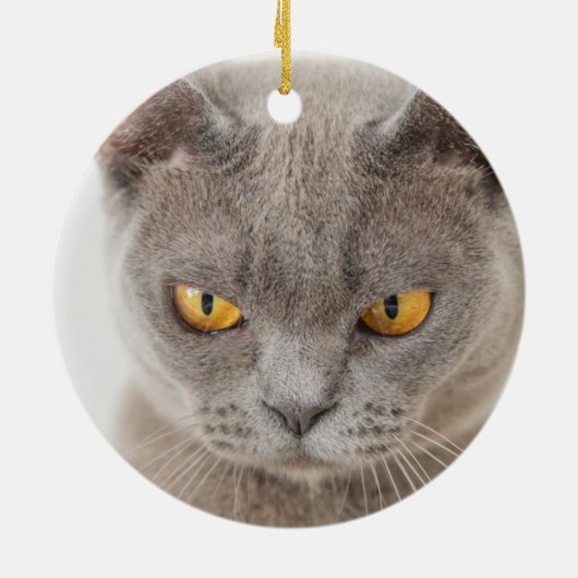 Funny Cat First Kerstfoto Keramisch Ornament (Achterkant)