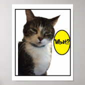 Funny Cat Foto Poster (Voorkant)