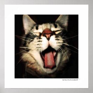 Funny Cat Fun Tongue uit Kitten Cool Poster Prints
