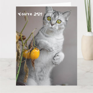 Funny Cat Happy 21st Birthday Card Kaart