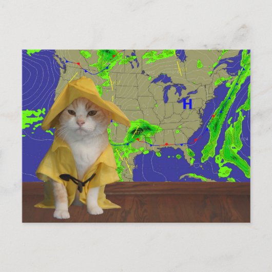 Funny Cat/Kat Weatherman in Gele Slicker Briefkaart (Voorkant)