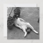 Funny Cat Lounging Black and White Kaart (Voorkant)