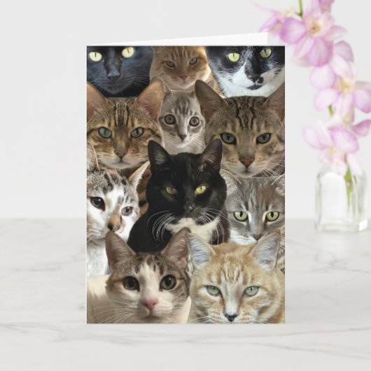 Funny Cat Lover Verjaardag Kaart (Orchidee)