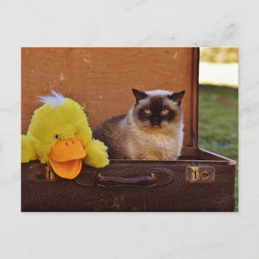 Funny Cat met een eikel in de koffer Briefkaart (Voorkant)