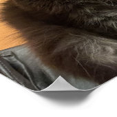 Funny Cat Poster (Hoek)