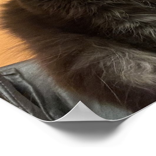 Funny Cat Poster (Hoek)