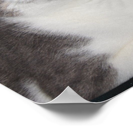 Funny Cat Star Gazer Poster (Hoek)