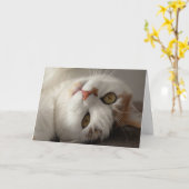 Funny Cat Up Close Birthday Card Kaart (Gele Bloem)