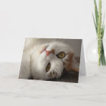 Funny Cat Up Close Birthday Card Kaart<br><div class="desc">Grappig Cat Birthday Card.  Bericht binnen: "ZORG ER ALLEEN VOOR DAT JE ME ZIET WANNEER IK ZEG DAT IK GEWELDIG ZEG!"</div>