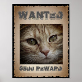 Funny Cat Wanted Poster