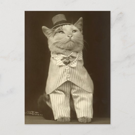 Funny  Cat Wearing Suit en Top Hat Briefkaart (Voorkant)