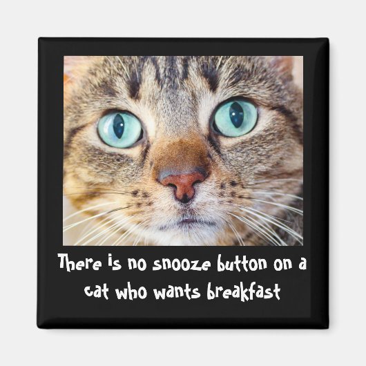 Funny Cat wil Food Magnet (Voorkant)