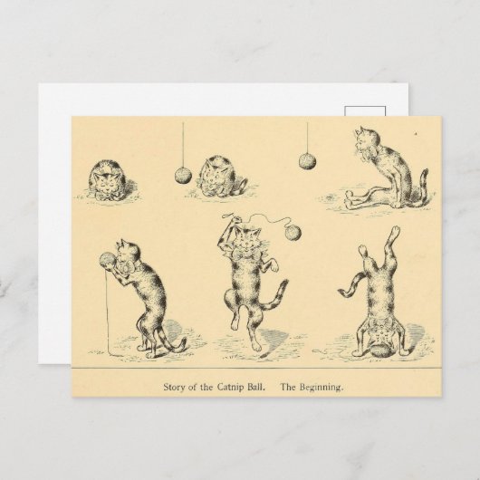 Funny Catnip Cat Briefkaart (Voorkant / Achterkant)