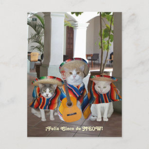 Funny Cats Feliz Cinco de Mayo Briefkaart