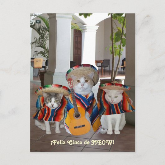 Funny Cats Feliz Cinco de Mayo Briefkaart (Voorkant)