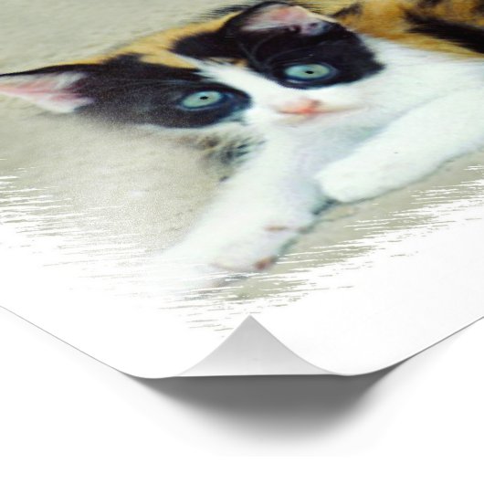 Funny Cats Foto Afdruk (Hoek)