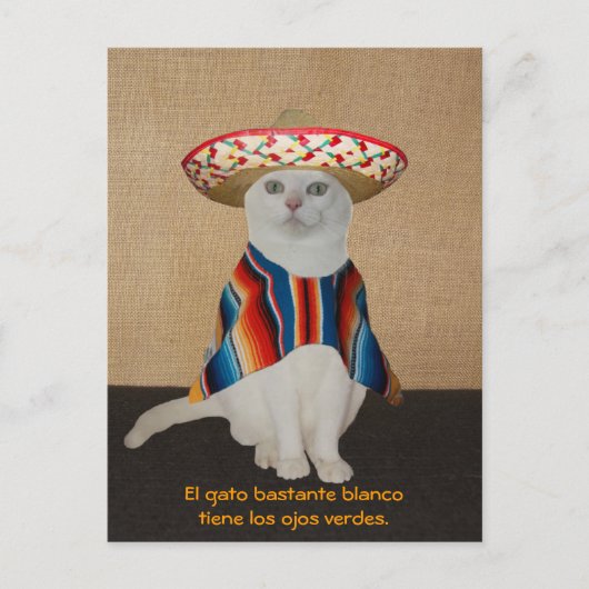 Funny Cats in Sombreros voor vun of leer Briefkaart (Voorkant)