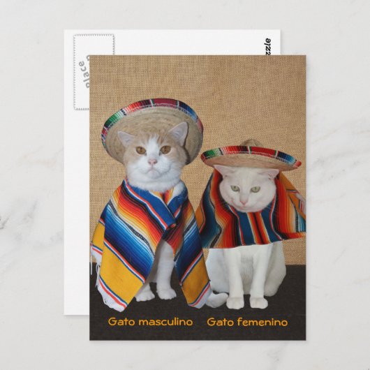 Funny Cats in Sombreros voor vun of leer Briefkaart (Voorkant / Achterkant)