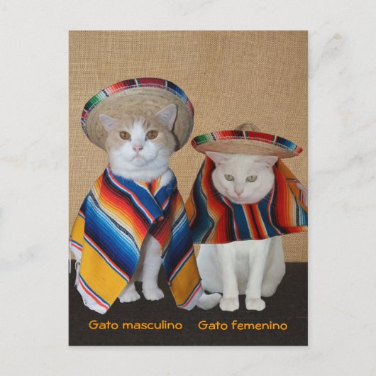 Funny Cats in Sombreros voor vun of leer Briefkaart (Voorkant)