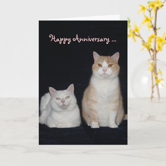 Funny Cats Jubileum Kaart (Gele Bloem)