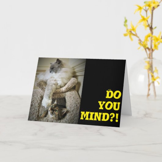 Funny Cats, kaart (Gele Bloem)