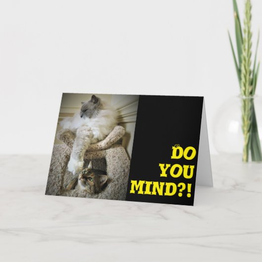 Funny Cats, kaart (Voorkant)