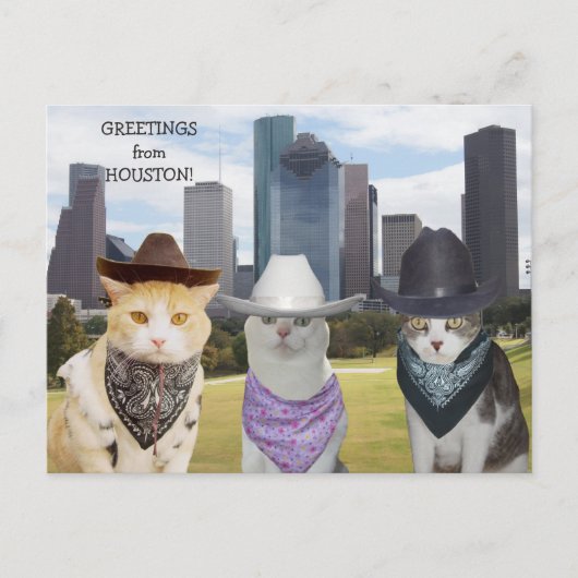 Funny Cats/Katten Greetings uit Houston Briefkaart (Voorkant)