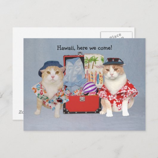 Funny Cats on Cruise Briefkaart (Voorkant / Achterkant)