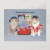Funny Cats on Cruise Briefkaart (Voorkant)