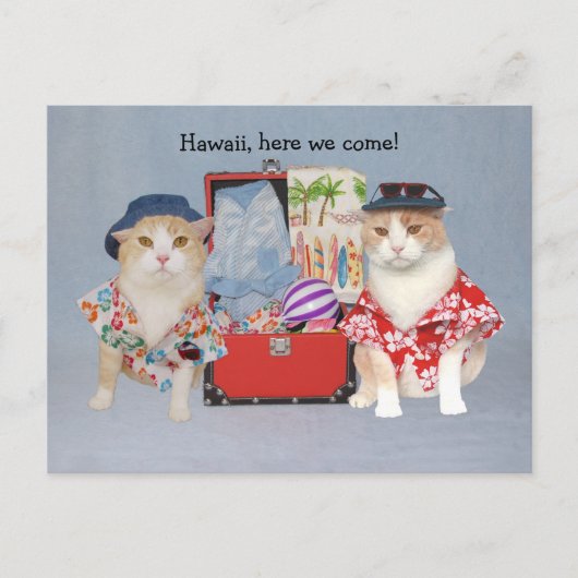 Funny Cats on Cruise Briefkaart (Voorkant)