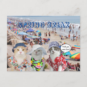 Funny Cats on Spring Break Briefkaart