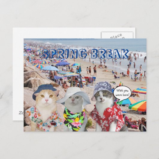 Funny Cats on Spring Break Briefkaart (Voorkant / Achterkant)